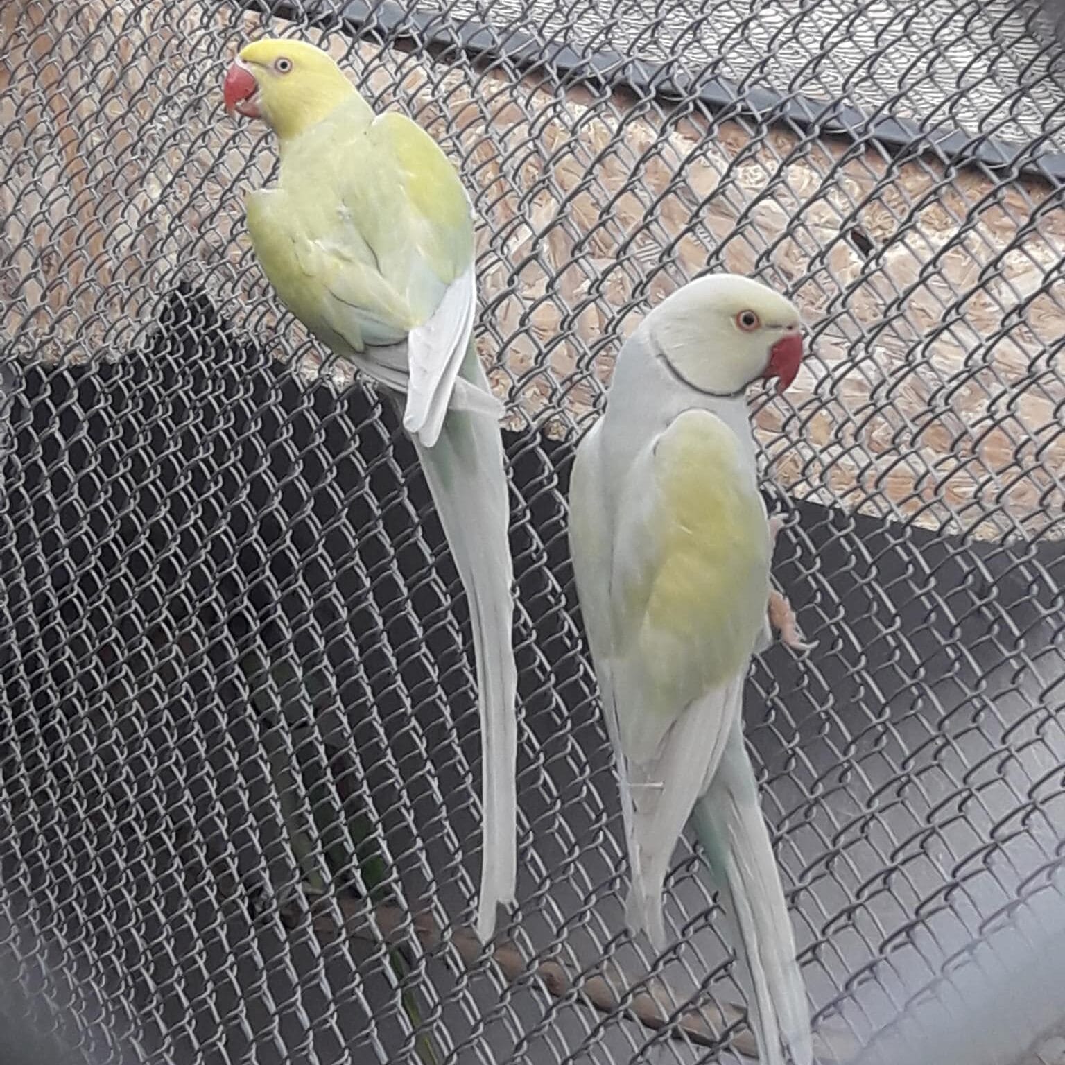 Indian Ringneck Parakeet