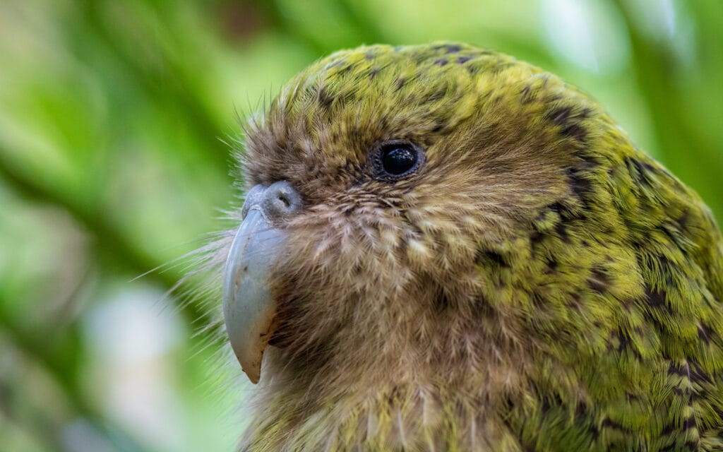 Big Parrots-A Kakapo Parrot