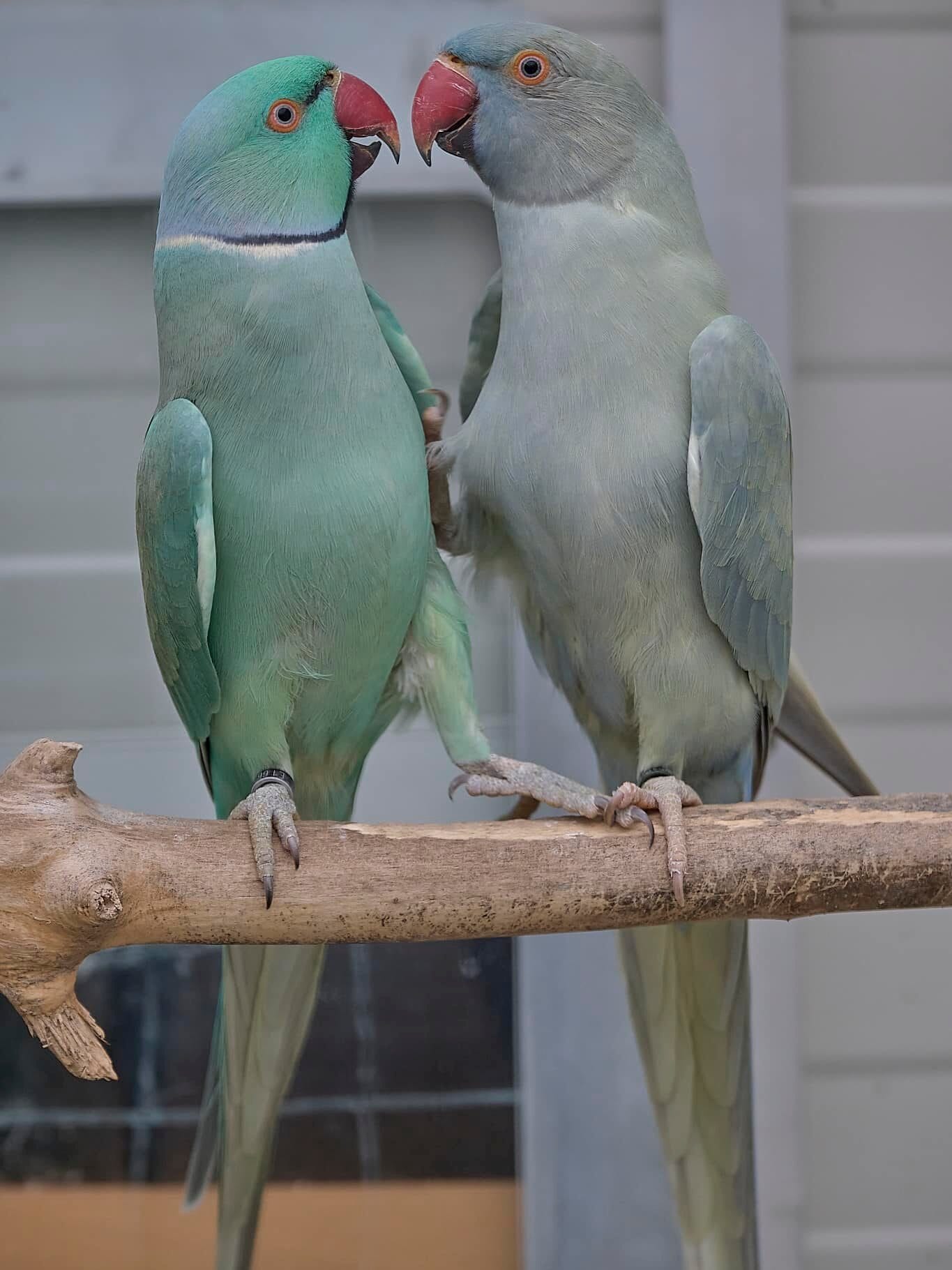 Indian Ringneck Parakeet- Ringneck Parakeet