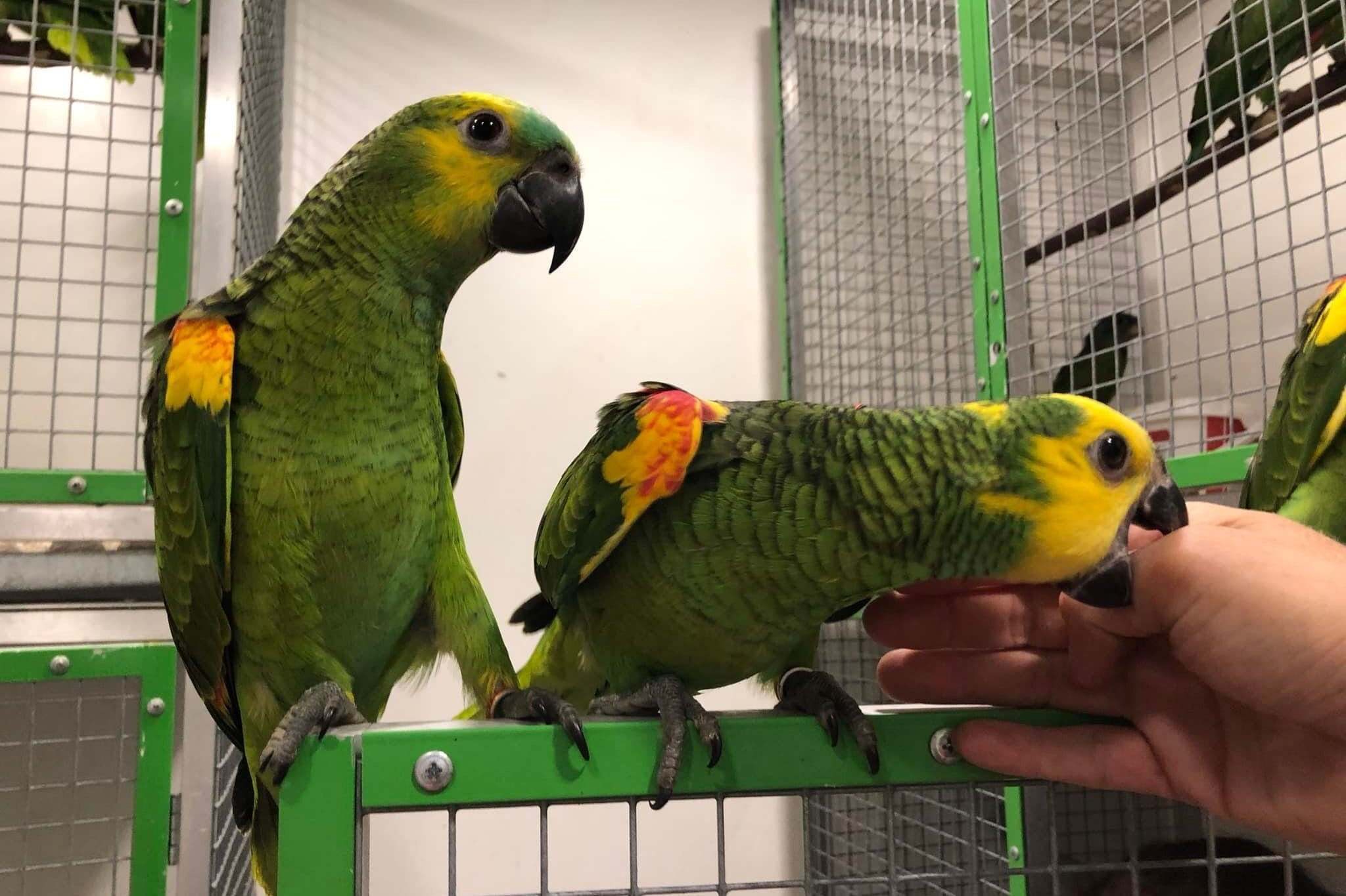 Colorful Parrot Training: Blue-fronted Amazon