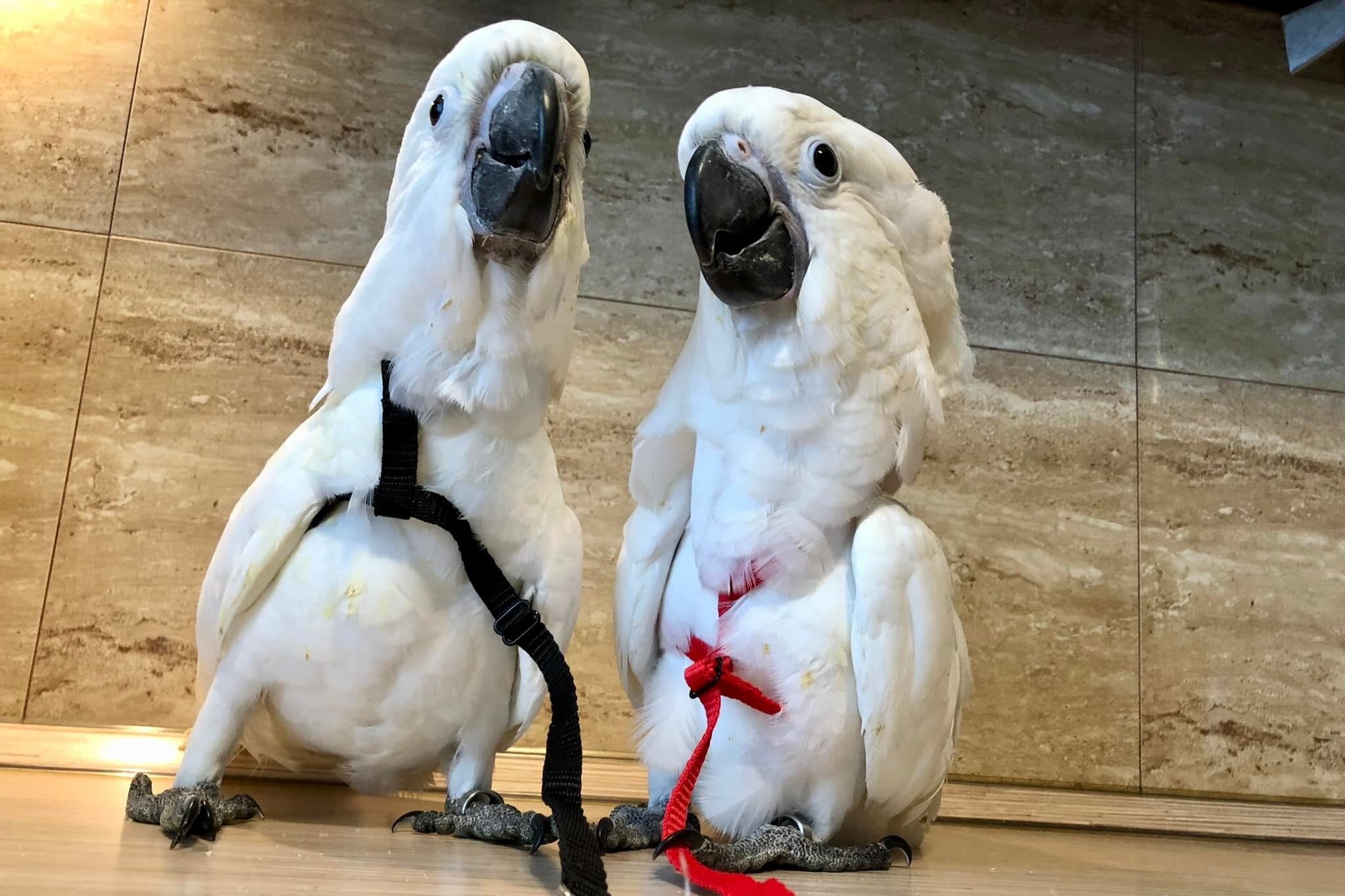 Colorful Parrot Training: White cockatoo