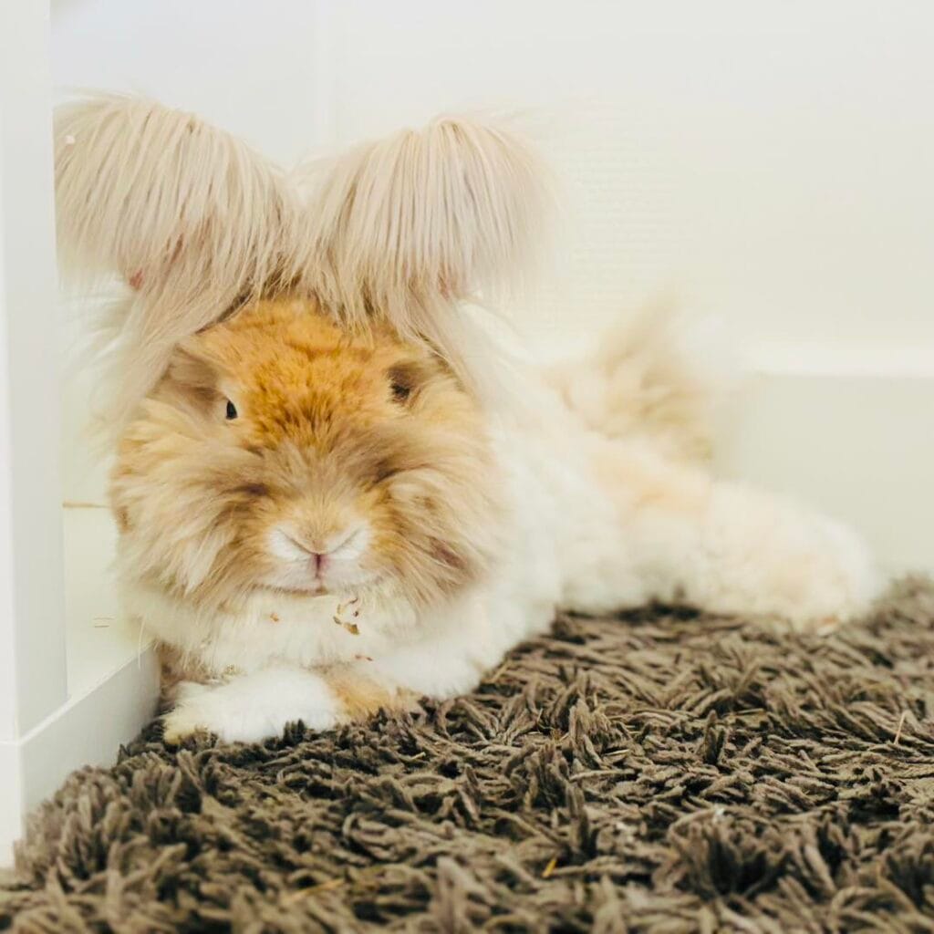 Angora Rabbit
