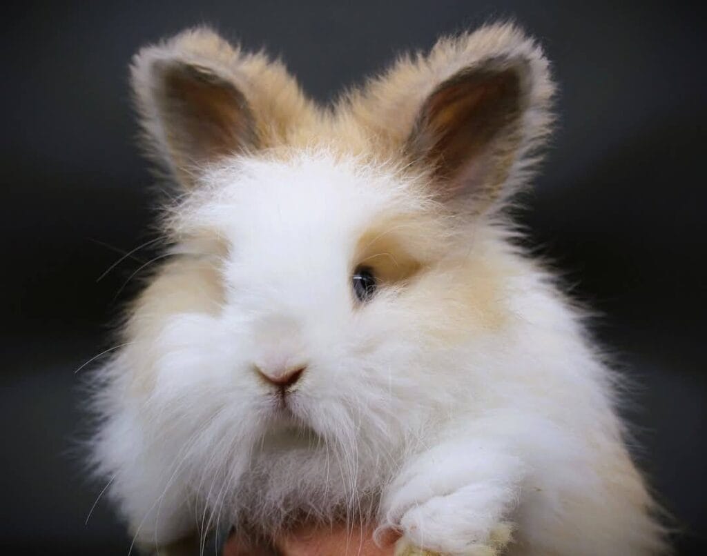 Angora Rabbit