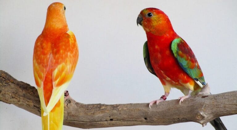 Compare Red Rumped Parrots with similar species! Learn what makes these Australian birds unique in behavior, appearance, and care requirements.