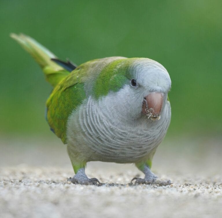 Explore fascinating monk parakeet behavior patterns. These intelligent birds have incredible social skills and problem-solving abilities.