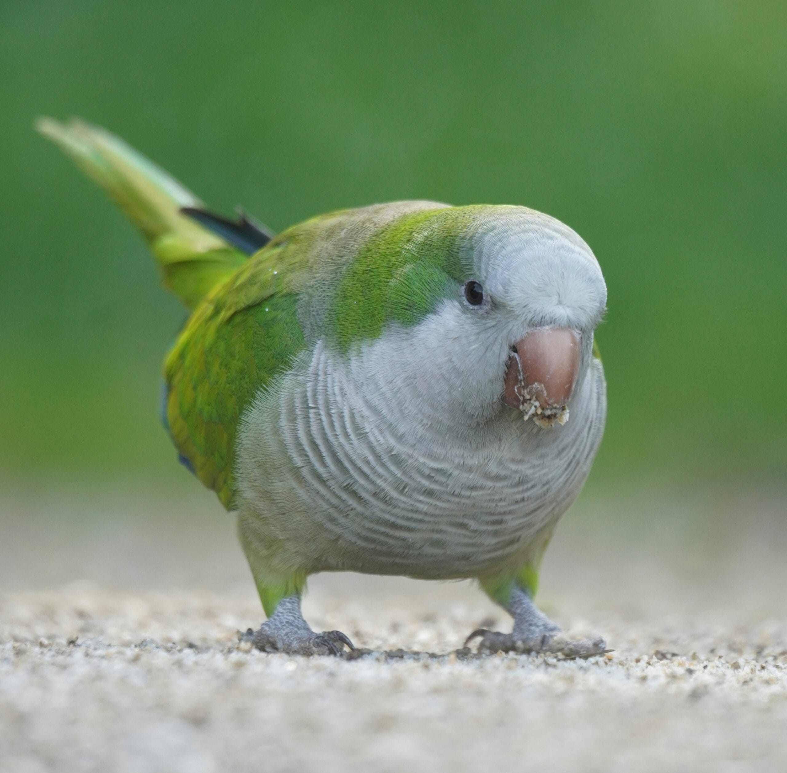 Explore fascinating monk parakeet behavior patterns. These intelligent birds have incredible social skills and problem-solving abilities.