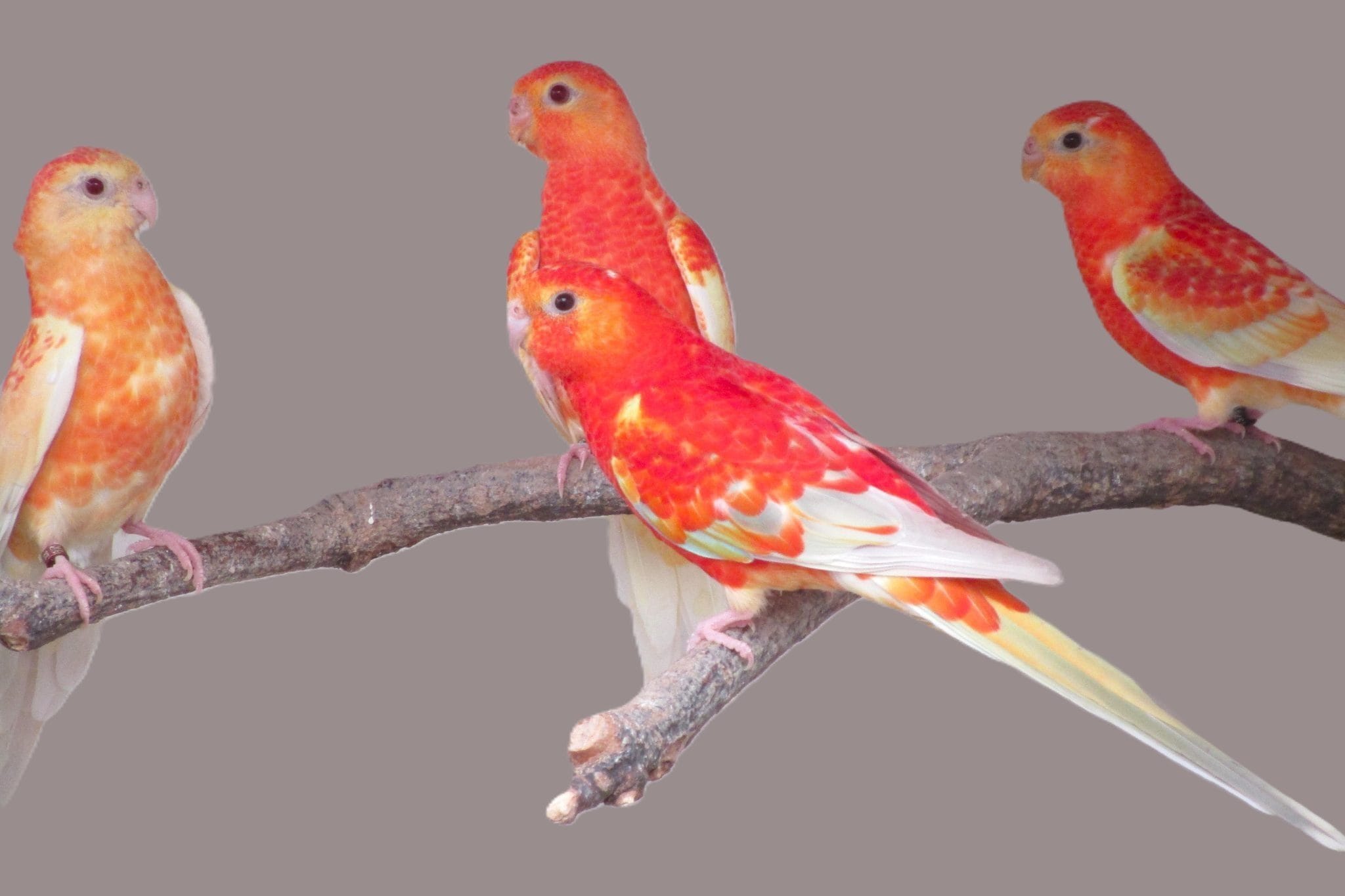 Red Rumped Parrots: