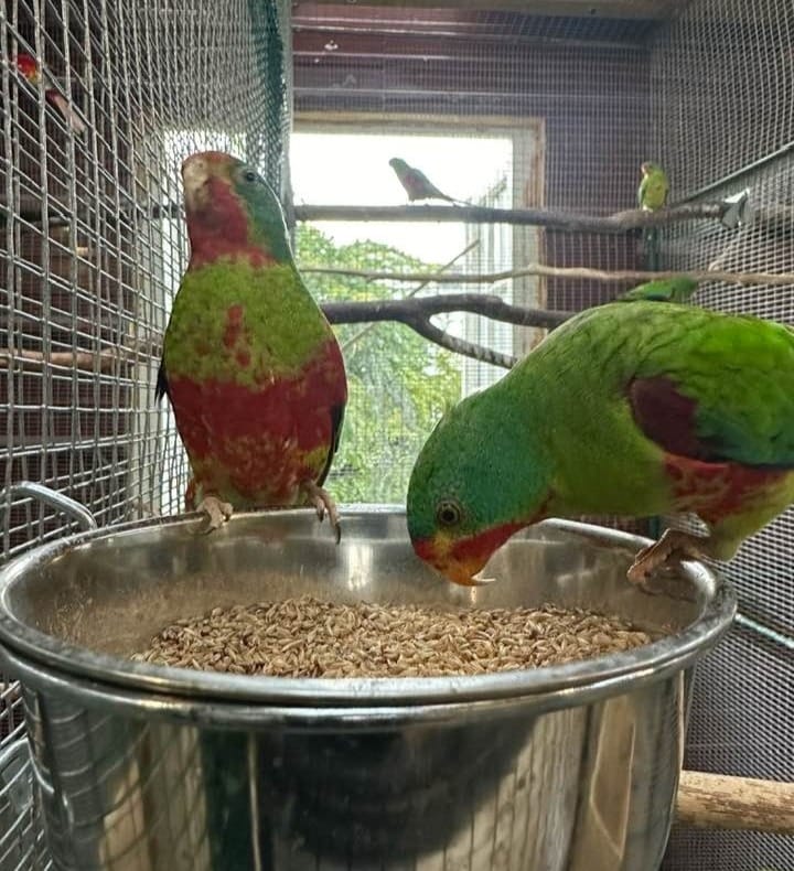 Food of a Parrot