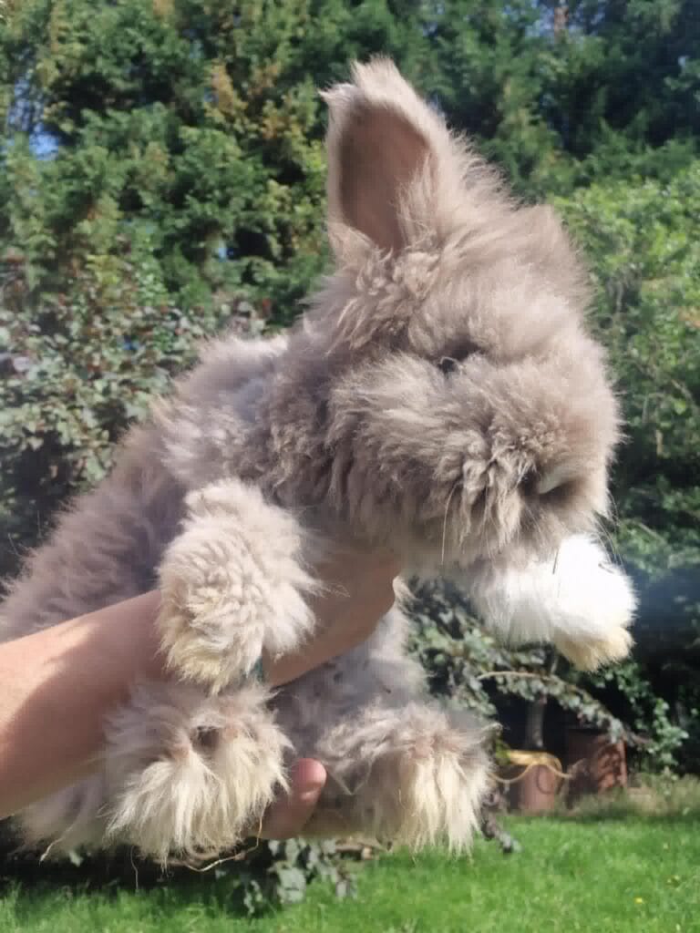 Angora Rabbit