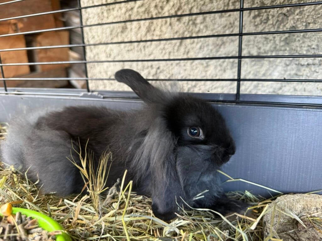 Angora Rabbit Secrets: