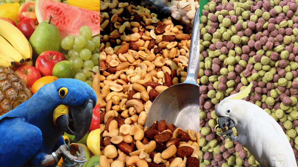 Food of a parrot : Fresh fruits, vegetables, nuts, and pellets.