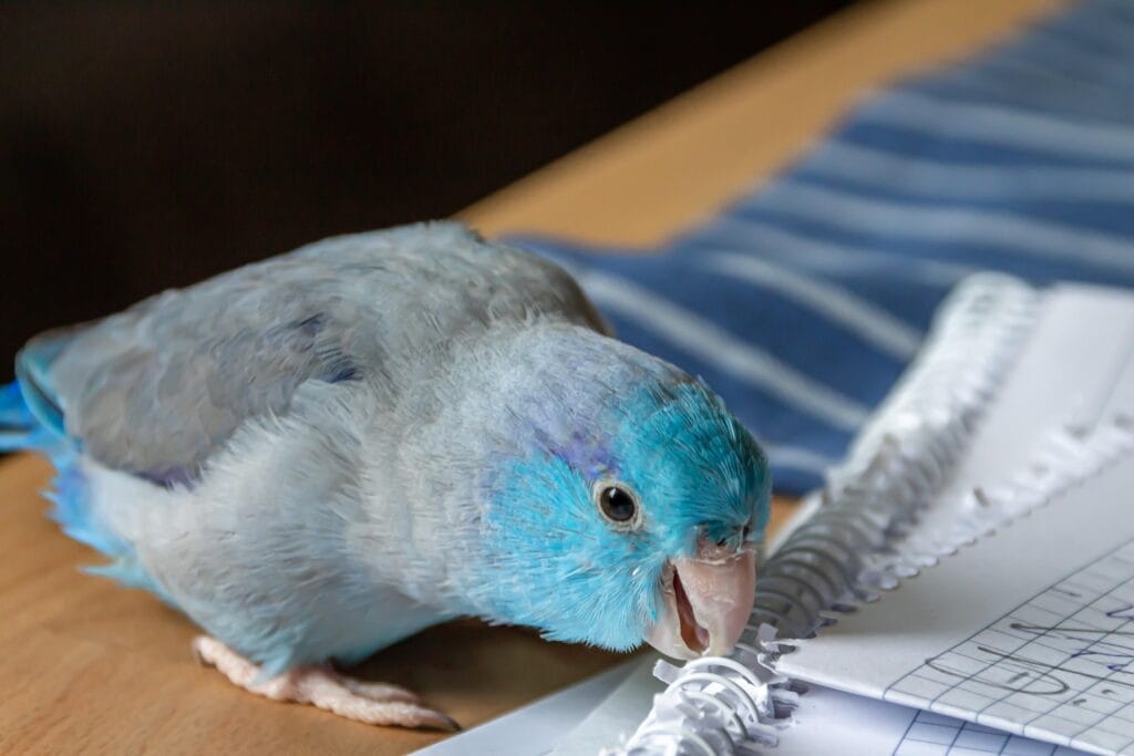 parrots