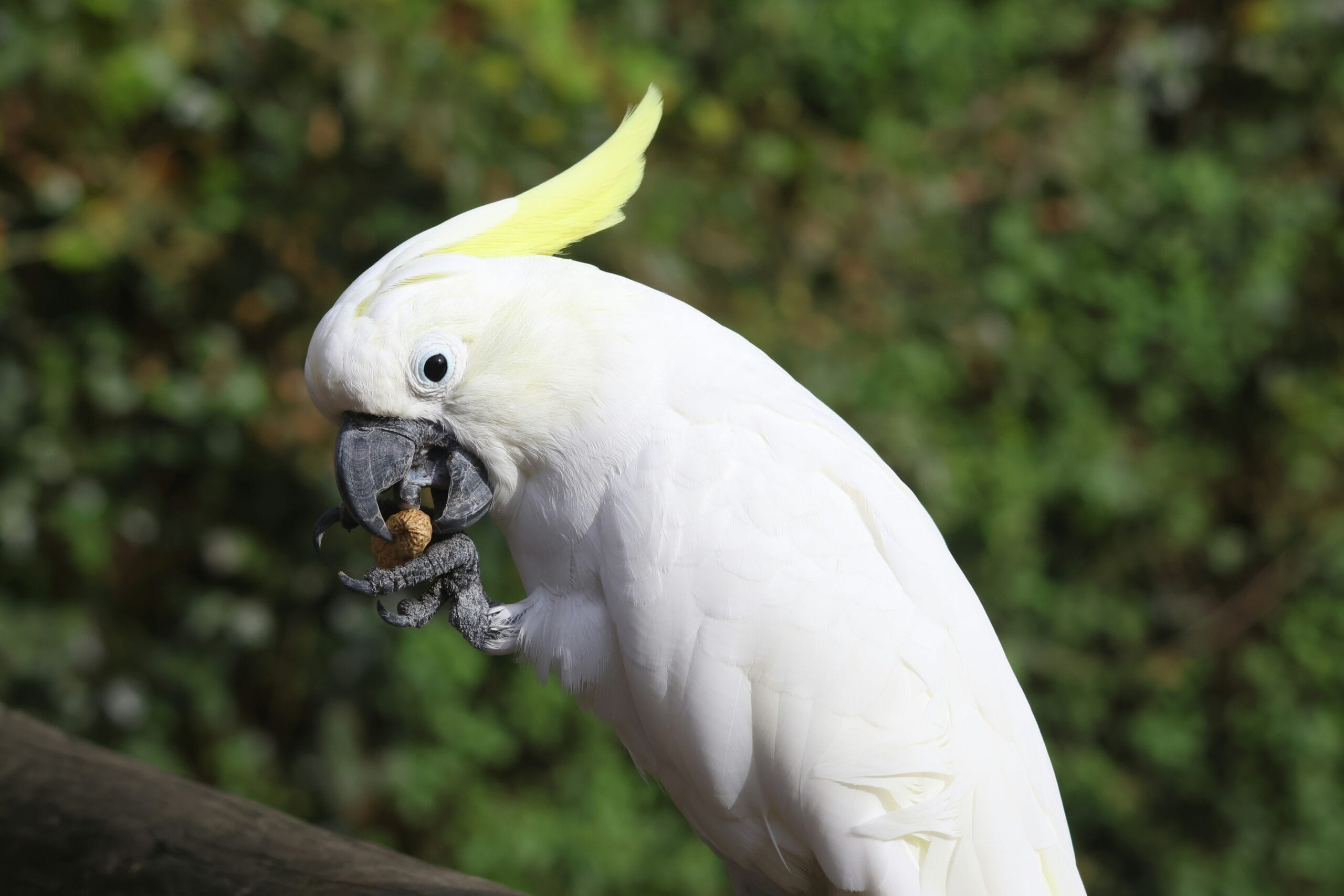 Discover big parrots that will amaze you with their size, color, and charm. Big parrots make unforgettable pets!