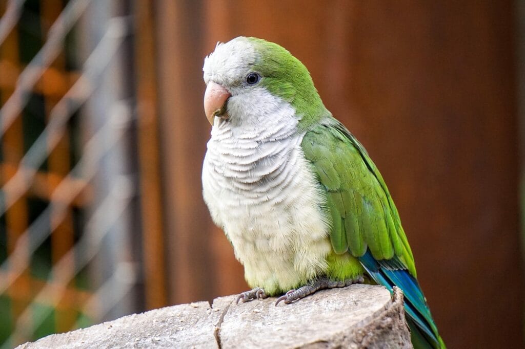 Monk Parakeet Behavior: Monk Parakeet / Mutation Wild