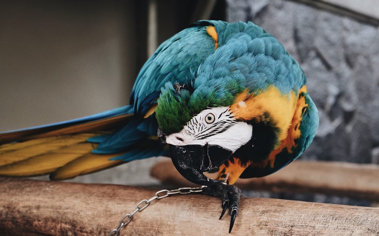 Learn how to keep, feed, house, and breed pet birds with our ultimate beginner’s guide. Includes care tips, health advice, and setup checklists.