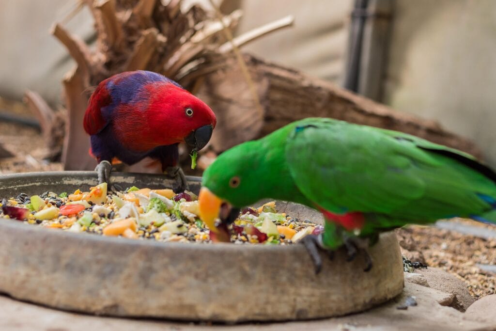 Food of a parrot : Eclectus parrot eating fresh food.
