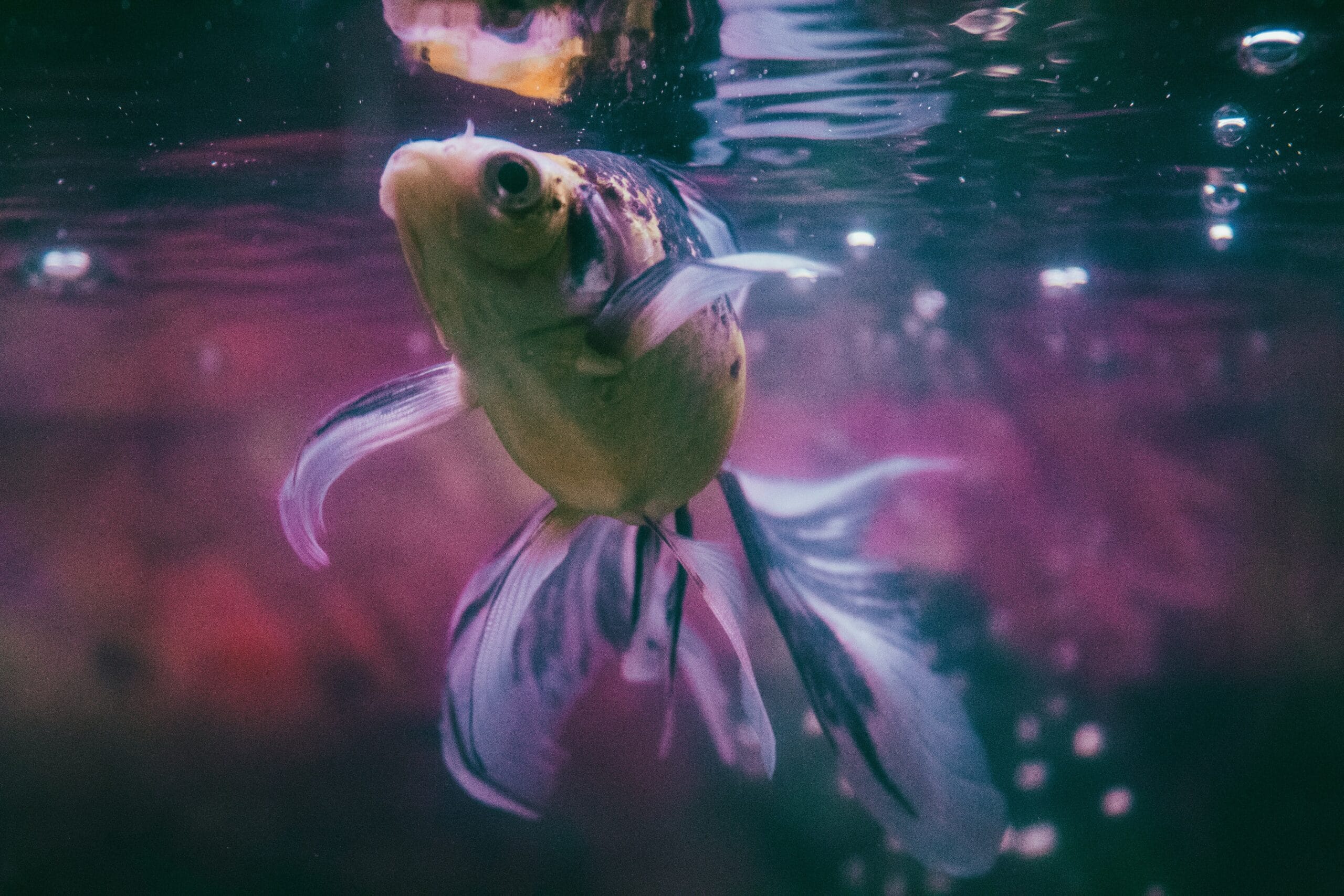 Discover the ultimate aquarium and fish introduction! Enter the magical world of aquatic life with expert guidance for beginners.