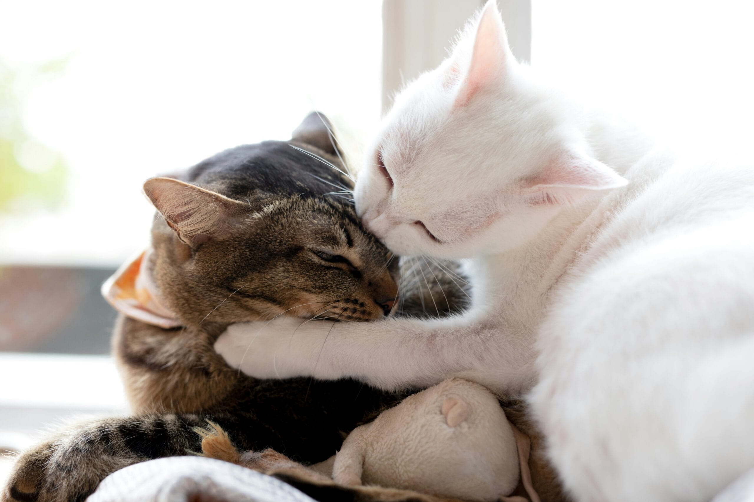 Discover essential cats care secrets that will keep your feline healthy and happy. Expert advice on nutrition, grooming, and wellness tips.