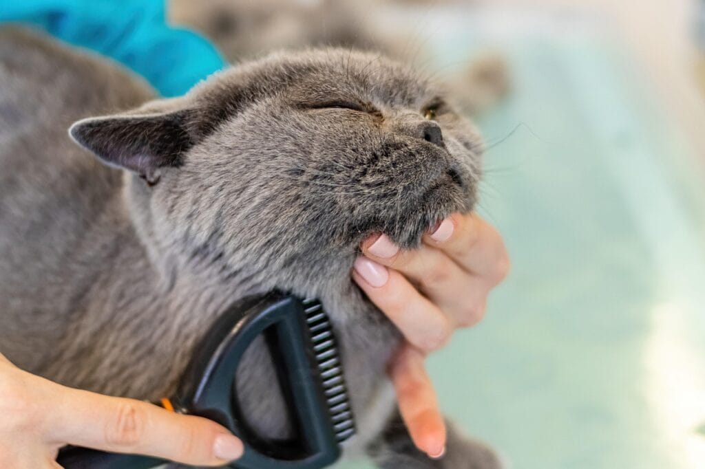 Cats Care: Brushing Cat