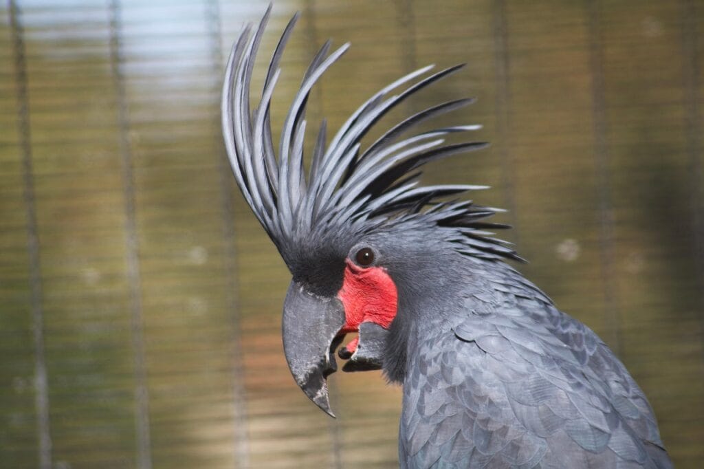 Big Parrots: the palm cockatoo