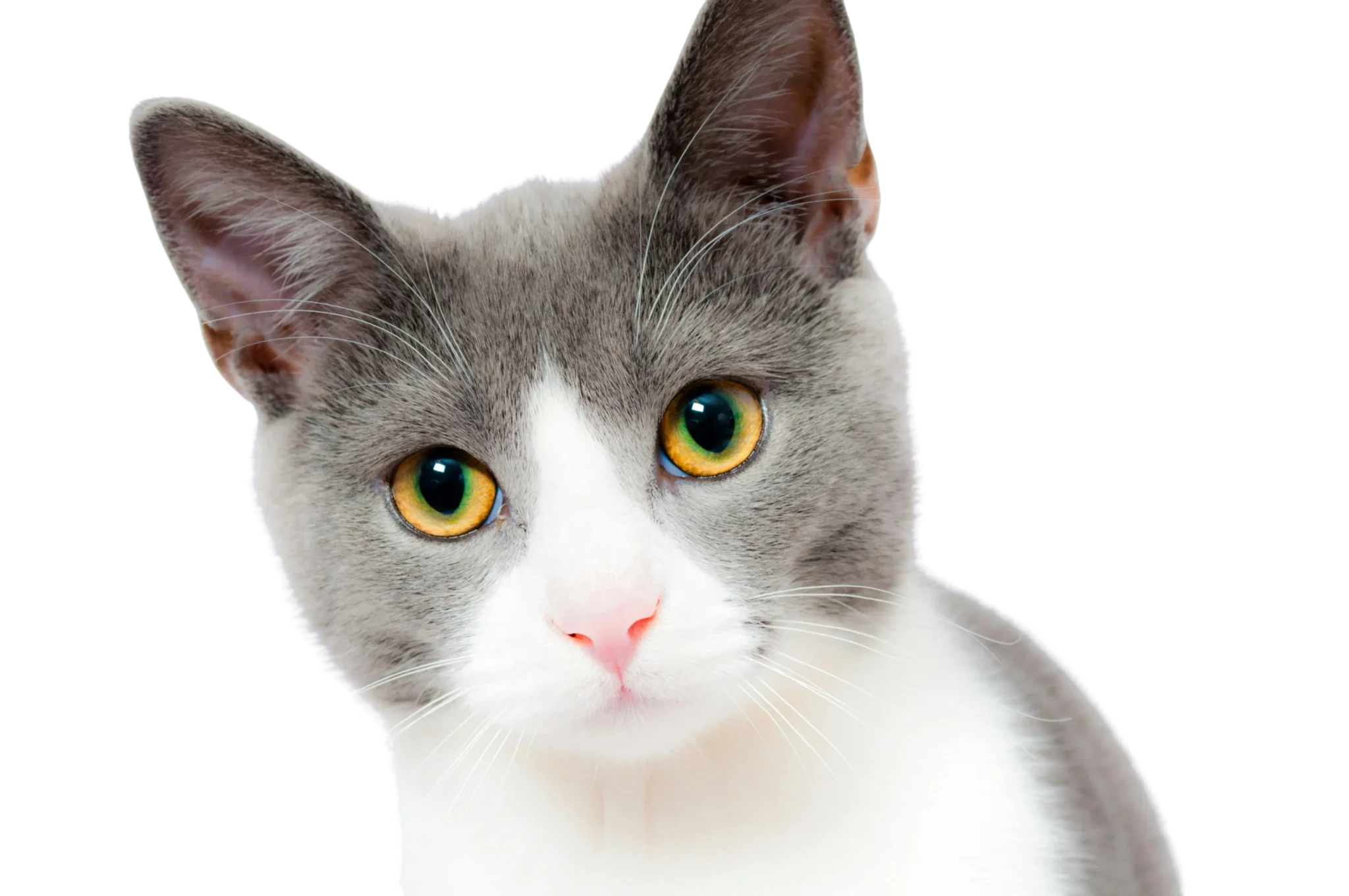 Grey and white cat