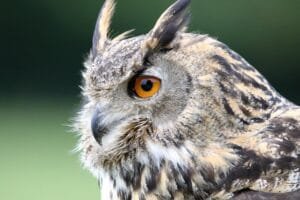 Owl Breeding Secrets – 10 Essential Steps for Successful Results