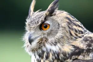 Owl Breeding Secrets – 10 Essential Steps for Successful Results