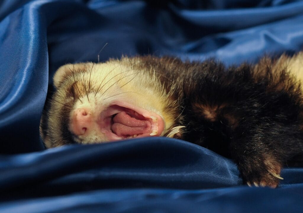 ferret as pets