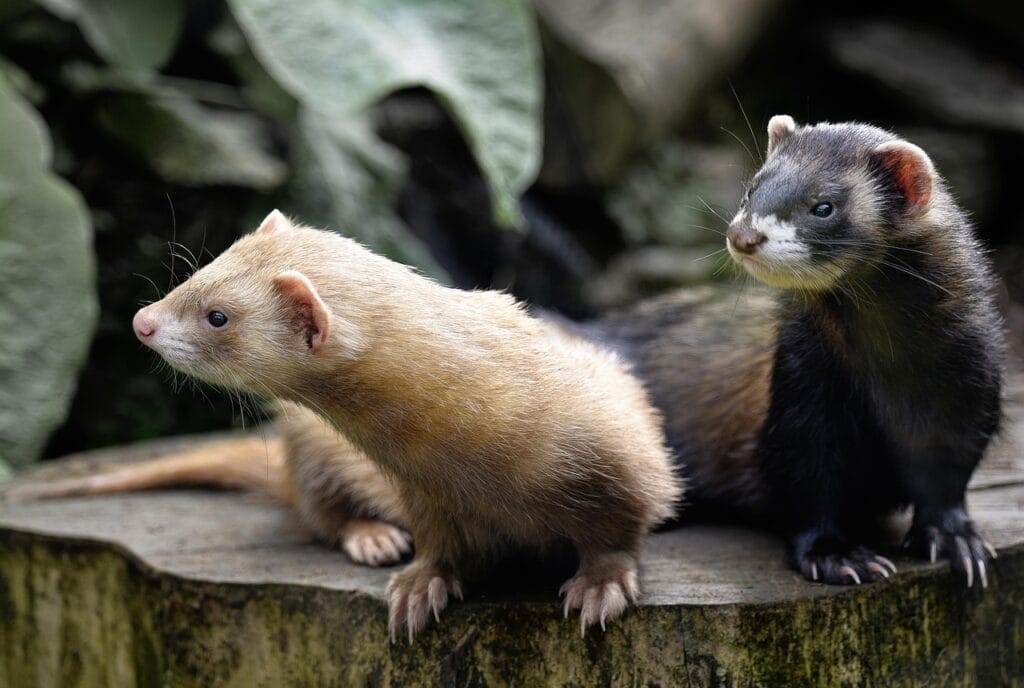 A ferret as pets