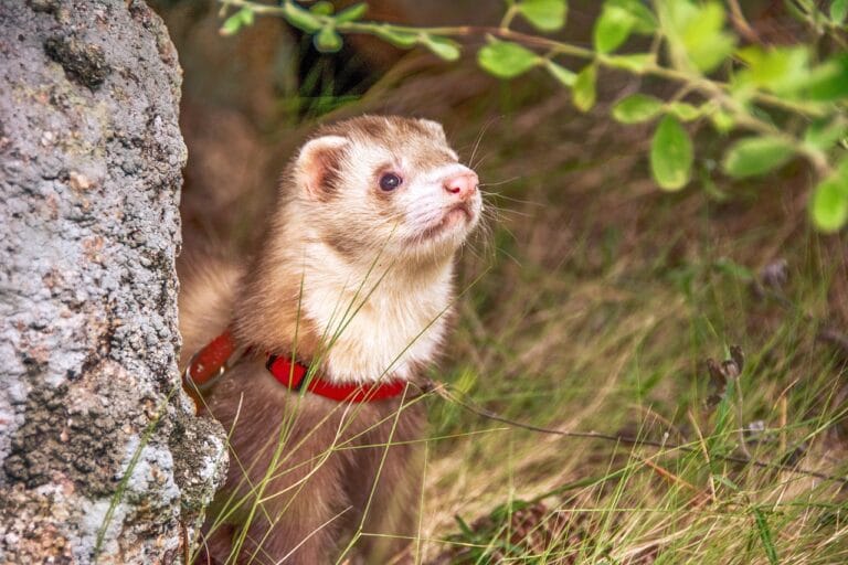 Explore why a ferret as pets is a rewarding choice. Learn how to care for these playful, intelligent creatures and what to expect as a dedicated owner.