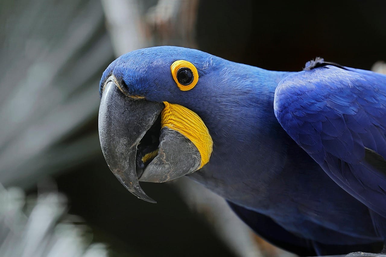 Big Parrots: blue hyacinth macaw