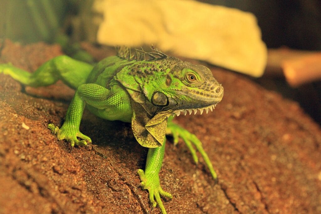 Green Iguana Diet