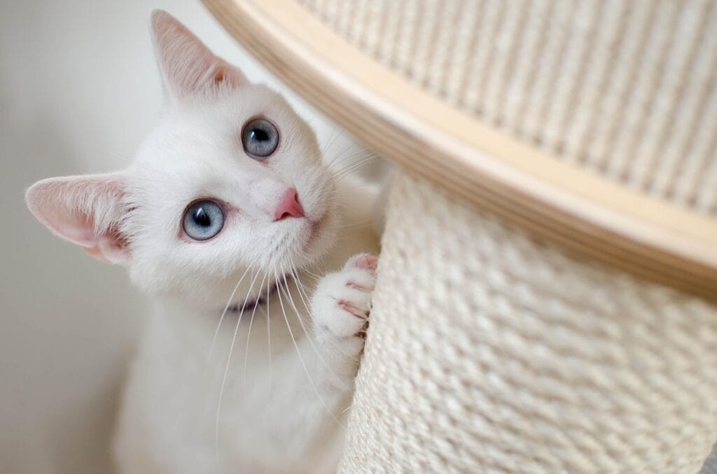Cats Care: A Cute White Cat