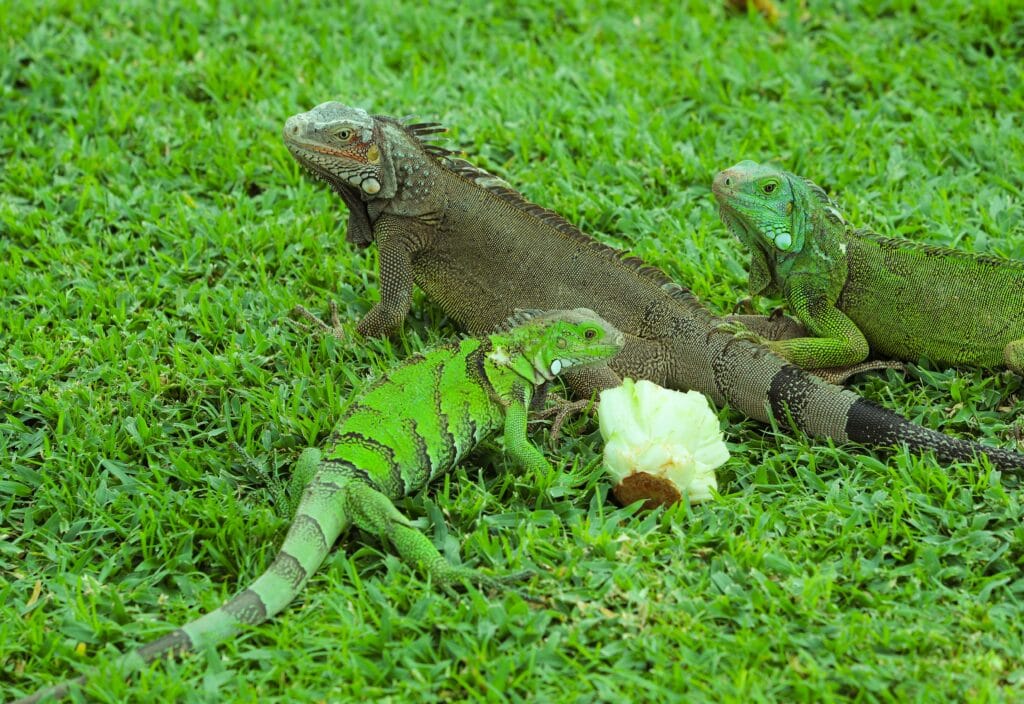 Green Iguana Diet