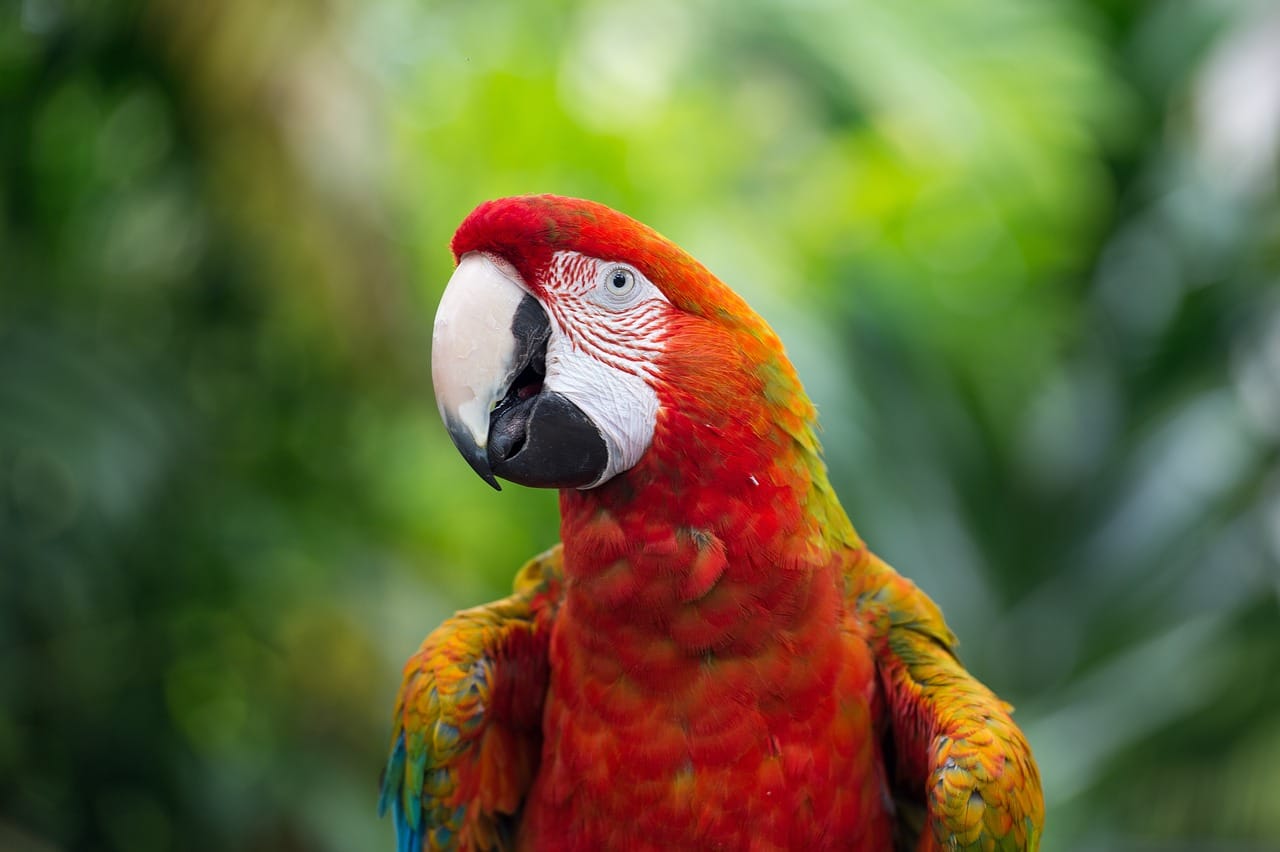 Big Parrots: Scarlet macaw