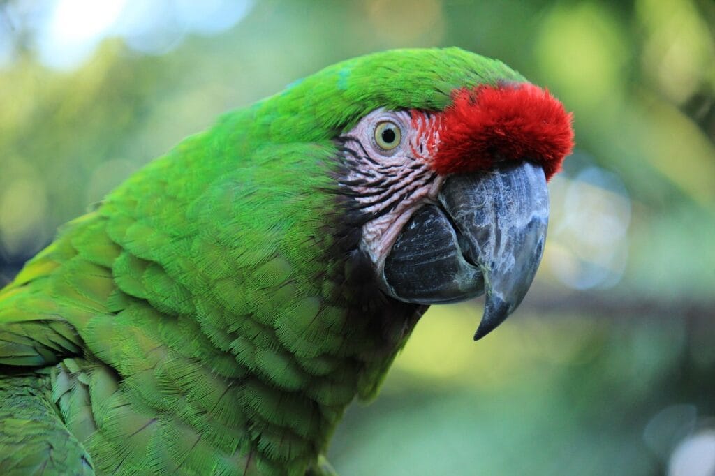 Big Parrots: Great green macaws