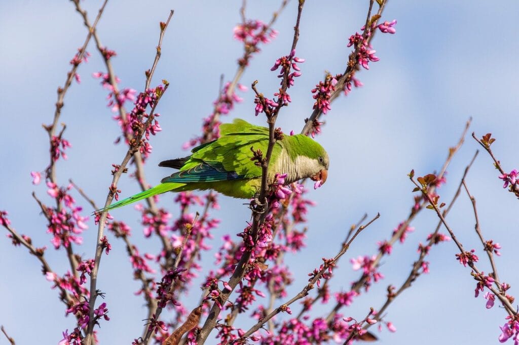 Monk Parakeet Behavior: