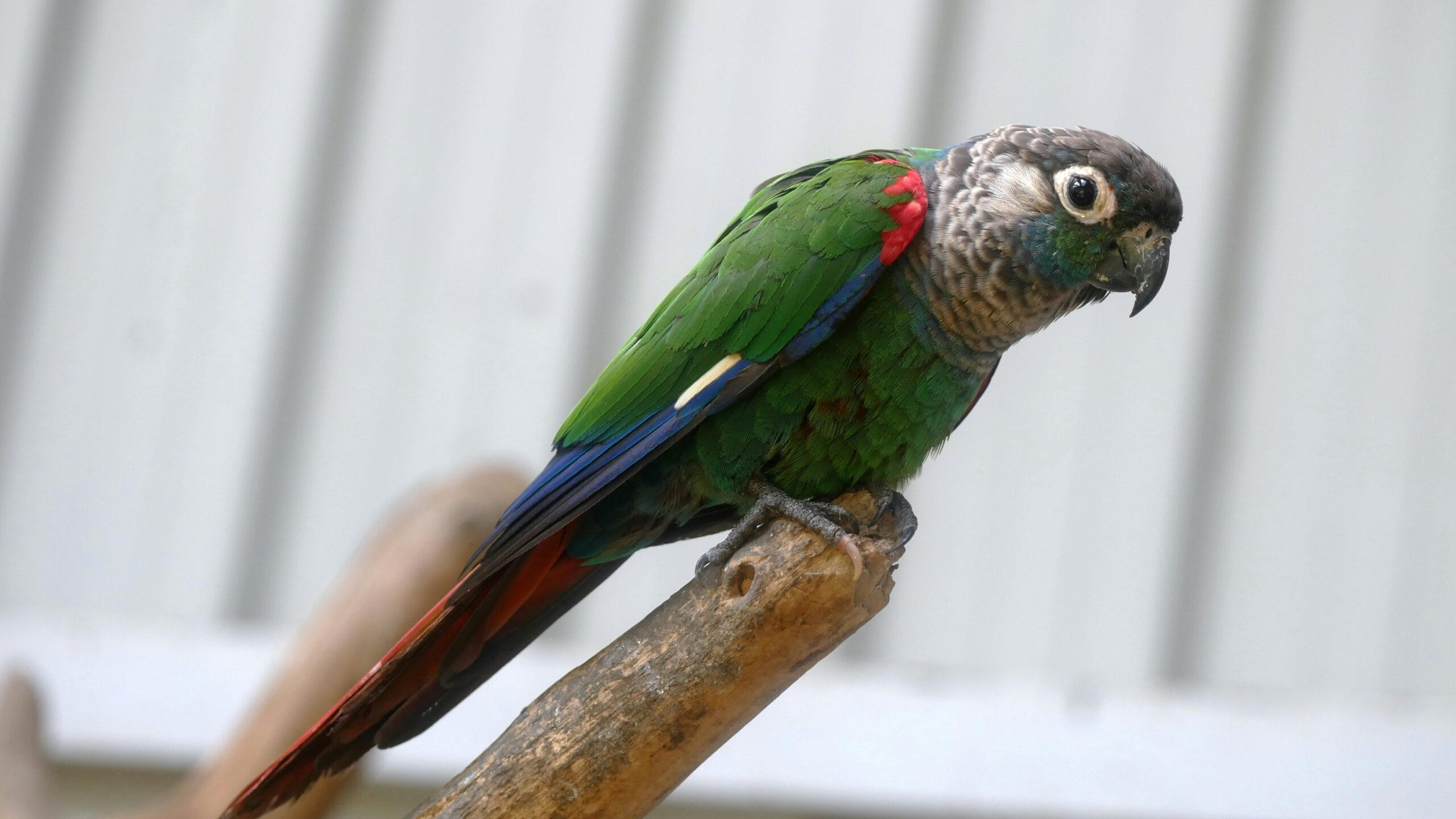 Green Cheeked Parakeet: 