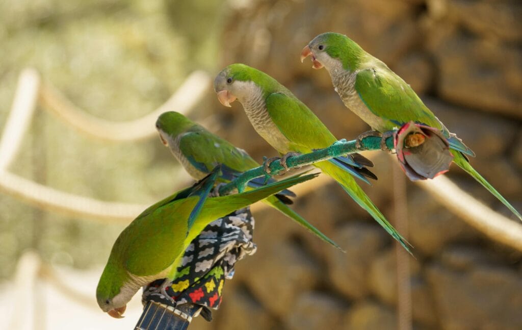 Monk Parakeet Behavior: Monk Parakeets showing their gentle interaction and the bond between mates.
