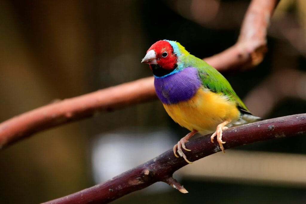 pet birds- Petter Cartuyvels / Belgium