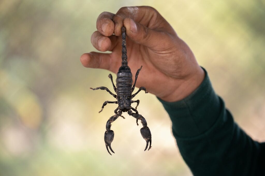 pet scorpions