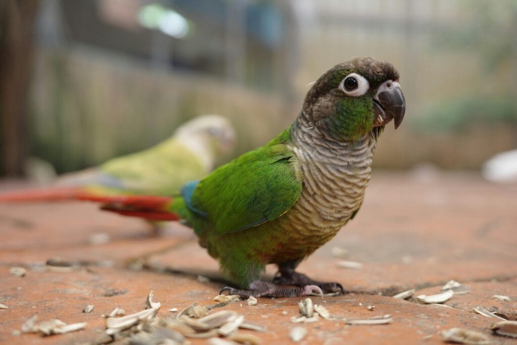 Green Cheeked Parakeet: