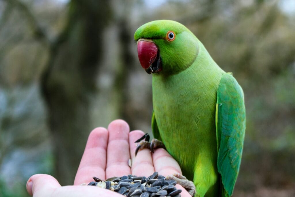 Indian Ringneck Parrot: