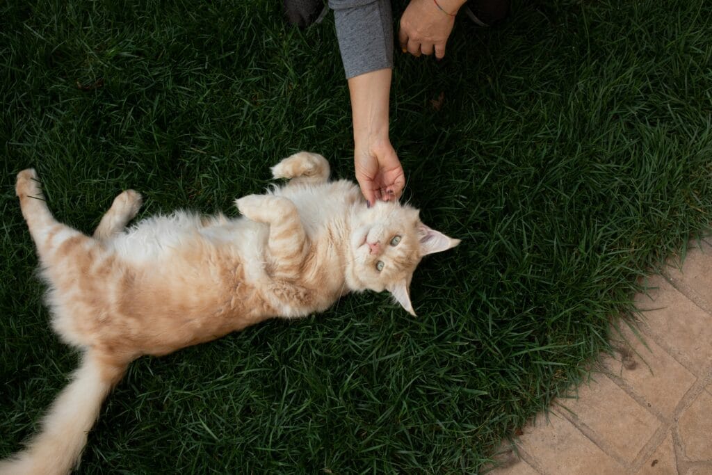 Cats Care: A cat actively playing