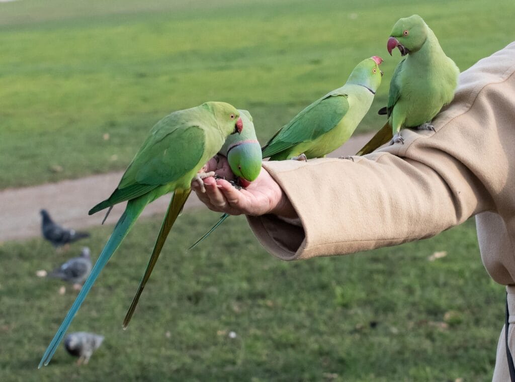 pet birds