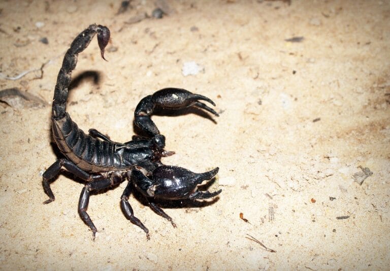 What Do Scorpions Eat in the wild. From insects to small mammals, learn about these predators' hunting habits and surprising dietary preferences.