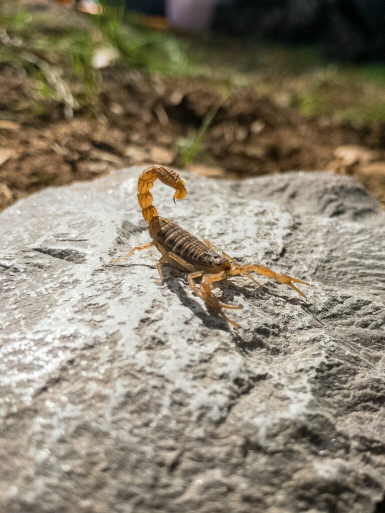 pet scorpions