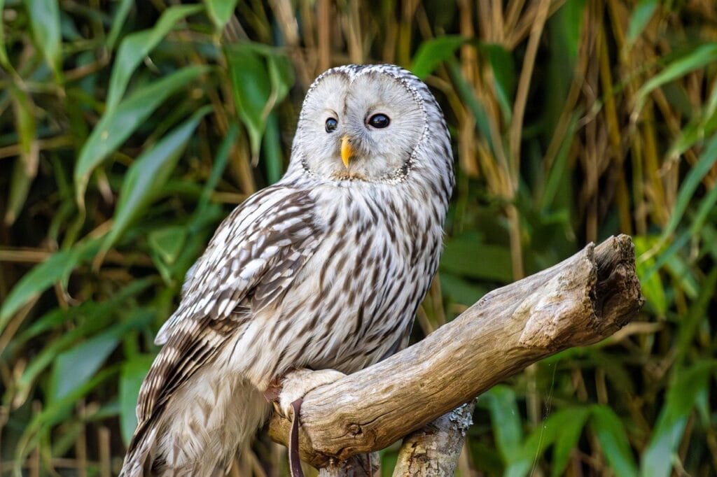 Owl Breeding Secrets