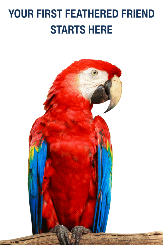 pet care_pet birds