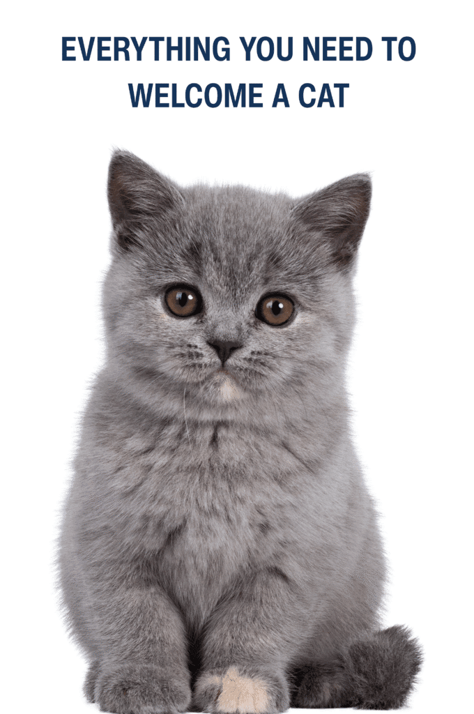 pet cats